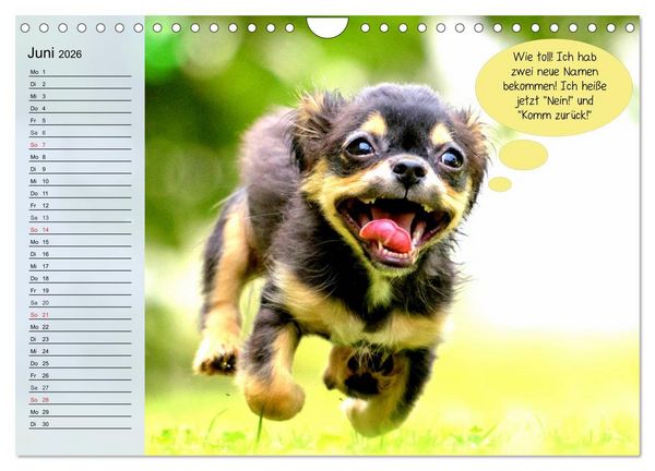 Produktbild: Hurra! Wir gehen Gassi! Abenteuer mit dem Hund! (Wandkalender 2026 DIN A4 quer), CALVENDO Monatskalender