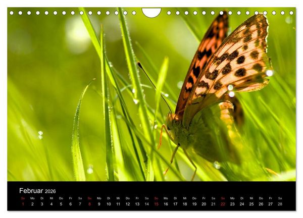 Produktbild: Heimische Schmetterlinge (Wandkalender 2026 DIN A4 quer), CALVENDO Monatskalender