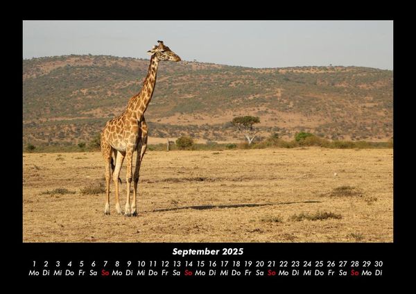 Produktbild: Giraffen 2025 Fotokalender DIN A3
