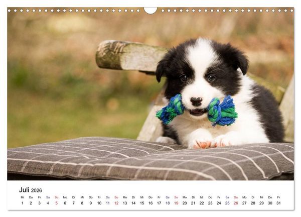 Produktbild: Pfotastische Border Collie Welpen (Wandkalender 2026 DIN A3 quer), CALVENDO Monatskalender