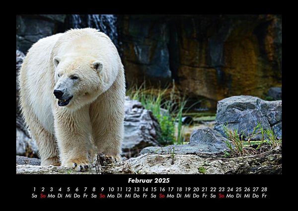 Produktbild: Pinguine & Eisb&auml;ren 2025 Fotokalender DIN A3