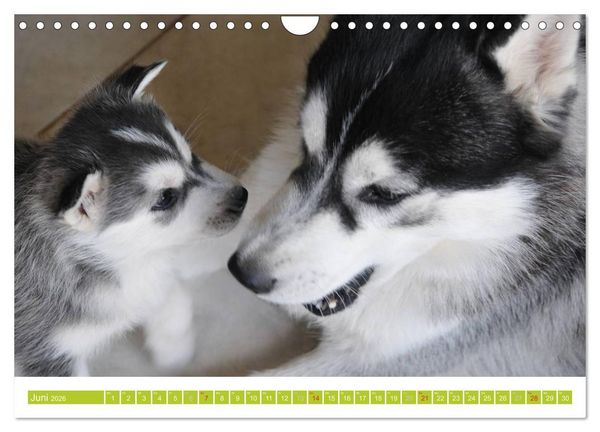 Produktbild: Siberian Husky - der Urtyp (Wandkalender 2026 DIN A4 quer), CALVENDO Monatskalender