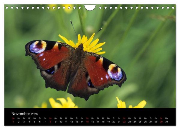 Produktbild: Schmetterlinge (Wandkalender 2026 DIN A4 quer), CALVENDO Monatskalender