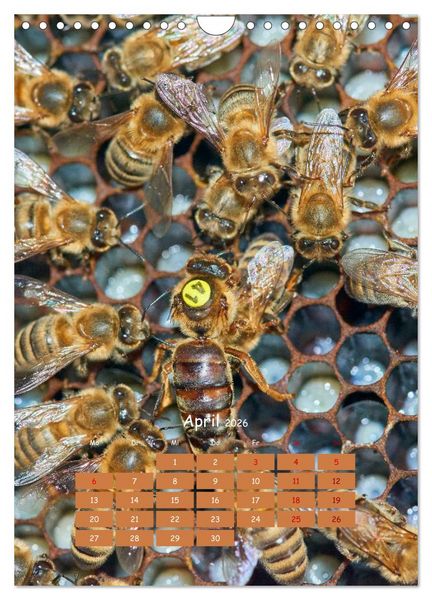 Produktbild: Gesch&auml;ftig wie im Bienenstock (Wandkalender 2026 DIN A4 hoch), CALVENDO Monatskalender