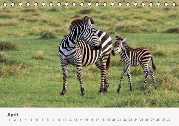 Produktbild: Faszination Ostafrika - Tierwelt und Natur aus Kenia und Tansania (Tischkalender immerw&auml;hrend DIN A5 quer)