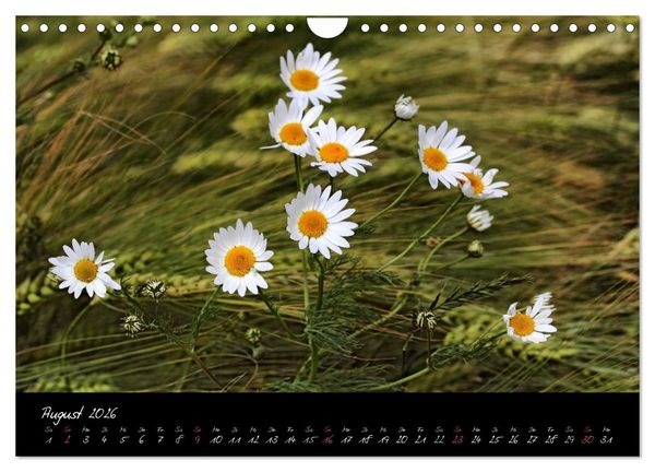 Produktbild: Zeit der Natur - Ein Augenblick zur Ewigkeit (Wandkalender 2026 DIN A4 quer), CALVENDO Monatskalender