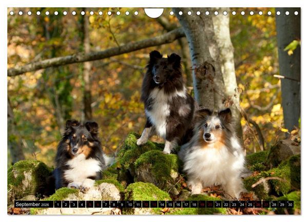 Produktbild: Shetland Sheepdogs - Kleine Charmeure (Wandkalender 2026 DIN A4 quer), CALVENDO Monatskalender