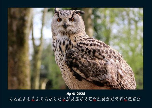 Produktbild: Welt der V&ouml;gel 2025 Fotokalender DIN A4