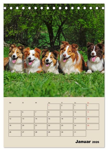 Produktbild: Border Collie - Ein Familienplaner (Tischkalender 2026 DIN A5 hoch), CALVENDO Monatskalender