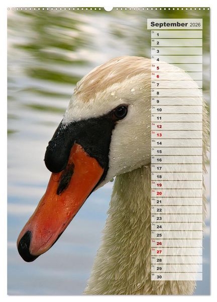 Produktbild: Stolze Schw&auml;ne (Wandkalender 2026 DIN A2 hoch), CALVENDO Monatskalender