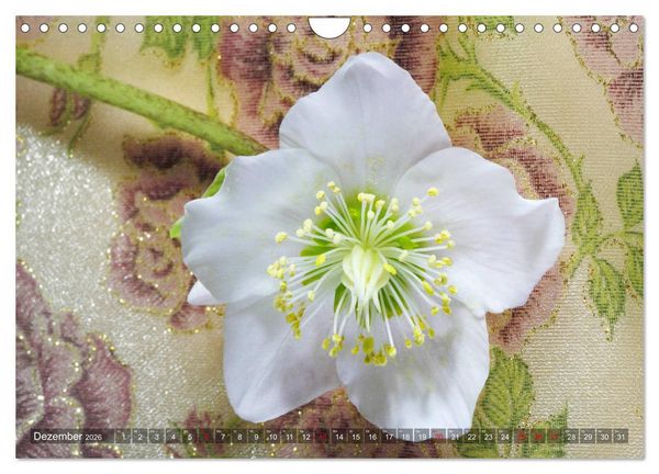 Produktbild: Christrosen (Wandkalender 2026 DIN A4 quer), CALVENDO Monatskalender