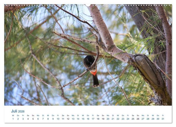 Produktbild: S&uuml;dsee-Insel Mo'orea (Wandkalender 2026 DIN A2 quer), CALVENDO Monatskalender