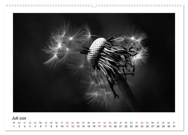 Produktbild: Die grafische Sch&ouml;nheit der Pflanzen &ndash; Schwarz-Wei&szlig; (hochwertiger Premium Wandkalender 2026 DIN A2 quer), Kunstdruck in Hochglanz