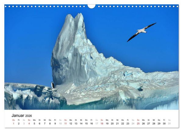 Produktbild: Im Reich der Pinguine (Wandkalender 2026 DIN A3 quer), CALVENDO Monatskalender