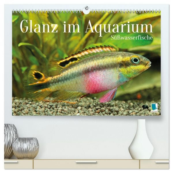 Glanz im Aquarium: Süßwasserfische (hochwertiger Premium Wandkalender 2026 DIN A2 quer), Kunstdruck in Hochglanz