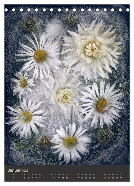 Produktbild: Magische Eisblumen (Tischkalender 2026 DIN A5 hoch), CALVENDO Monatskalender