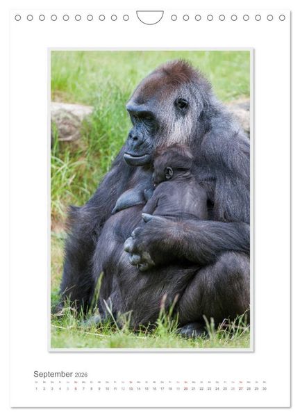 Produktbild: Emotionale Momente: Aus dem Leben der Familie Gorilla. (Wandkalender 2026 DIN A4 hoch), CALVENDO Monatskalender