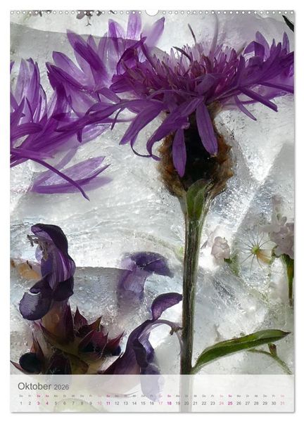 Produktbild: Blumen in Eis (Wandkalender 2026 DIN A2 hoch), CALVENDO Monatskalender