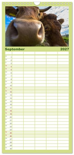 Produktbild: Familienplaner 2027 - Kuhckst du? mit 5 Spalten (Wandkalender, 21 x 45 cm) CALVENDO