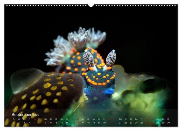 Produktbild: Tauchen in Indonesien - BUNTE MEERESSCHNECKEN (hochwertiger Premium Wandkalender 2026 DIN A2 quer), Kunstdruck in Hochglanz
