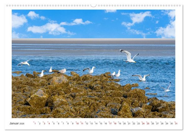 Produktbild: Buntes und bl&uuml;hendes Borkum (Wandkalender 2026 DIN A2 quer), CALVENDO Monatskalender