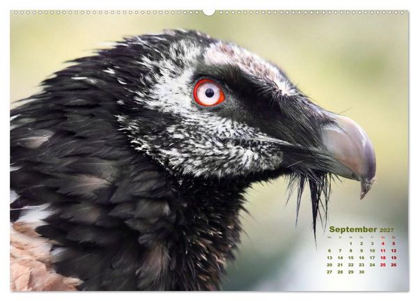 Produktbild: GEIERPORTR&Auml;TS (hochwertiger Premium Wandkalender 2027 DIN A2 quer), Kunstdruck in Hochglanz