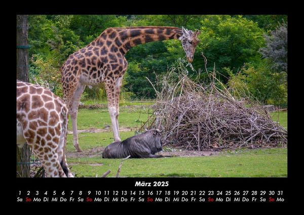 Produktbild: Giraffen 2025 Fotokalender DIN A3