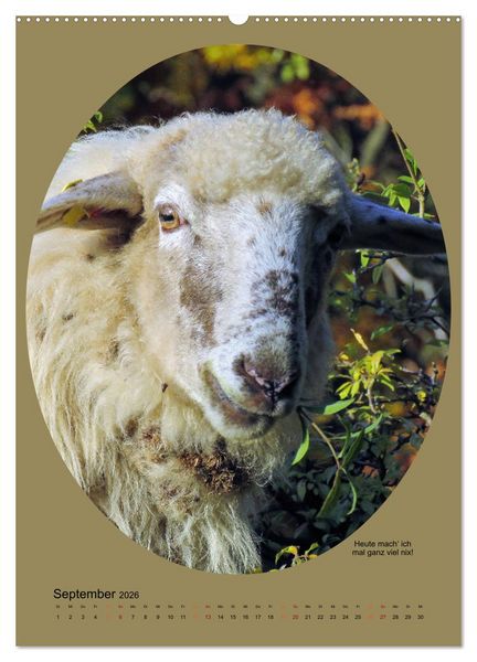 Produktbild: Scharfe Portraits (Wandkalender 2026 DIN A2 hoch), CALVENDO Monatskalender