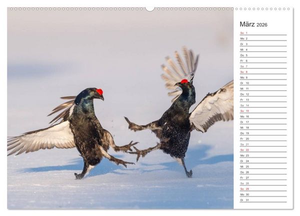Produktbild: Emotionale Momente: Wild und Jagd. (Wandkalender 2026 DIN A2 quer), CALVENDO Monatskalender