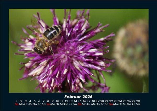 Produktbild: Pflanzen und Bl&uuml;ten 2026 Fotokalender DIN A5