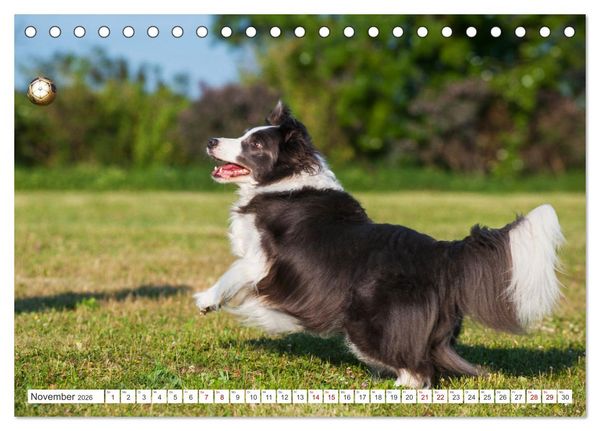 Produktbild: Border Collie - Das Universalgenie unter den Hunden (Tischkalender 2026 DIN A5 quer), CALVENDO Monatskalender