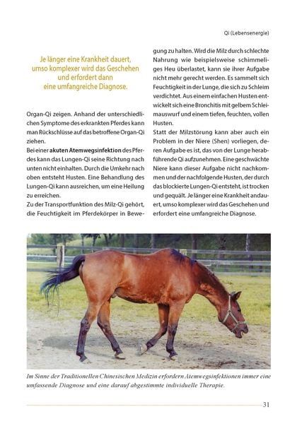 Produktbild: Akupunktur beim Pferd