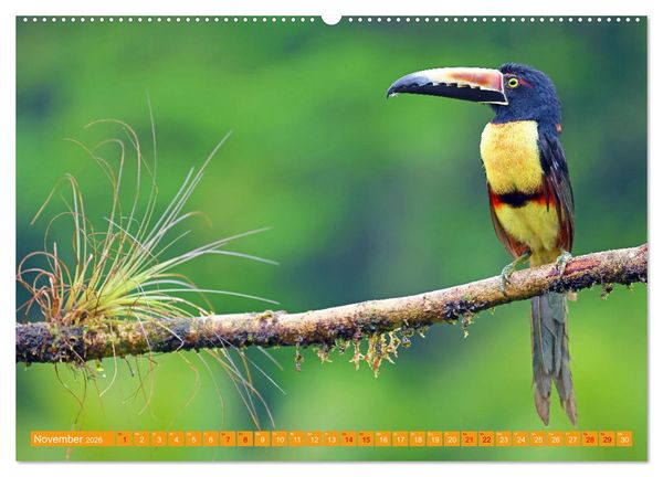 Produktbild: Wildes Costa Rica (Wandkalender 2026 DIN A2 quer), CALVENDO Monatskalender