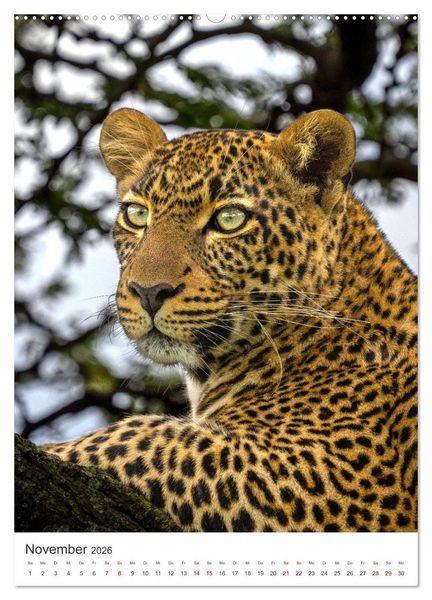 Produktbild: Leoparden - Die Beute im Visier. (hochwertiger Premium Wandkalender 2026 DIN A2 hoch), Kunstdruck in Hochglanz