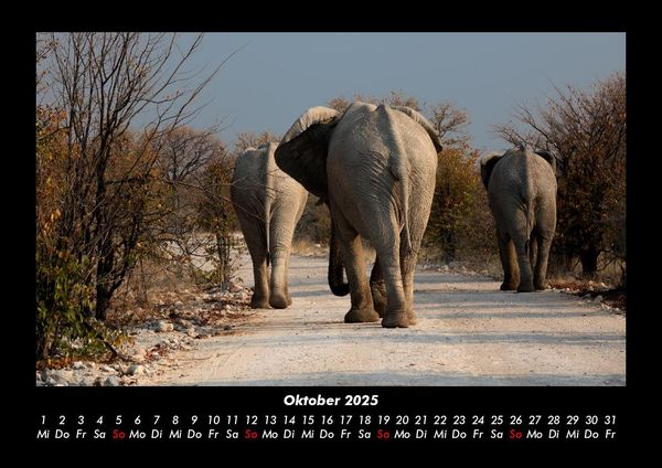 Produktbild: Der Elefantenkalender 2025 Fotokalender DIN A3
