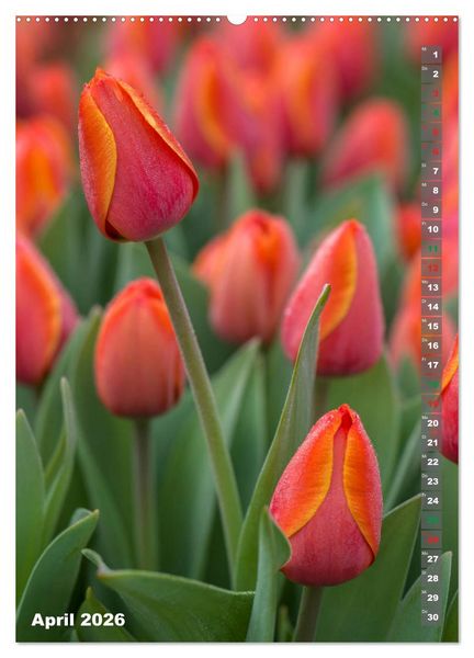 Produktbild: Tulpen - die Fr&uuml;hlingsblume (Wandkalender 2026 DIN A2 hoch), CALVENDO Monatskalender