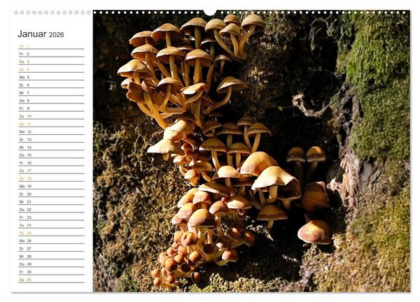 Produktbild: Schwammerl Egerlinge Pilze (Wandkalender 2026 DIN A2 quer), CALVENDO Monatskalender