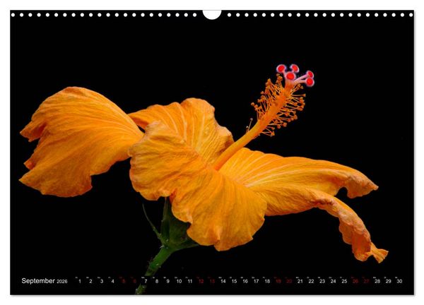Produktbild: Bl&uuml;hwelten (Wandkalender 2026 DIN A3 quer), CALVENDO Monatskalender