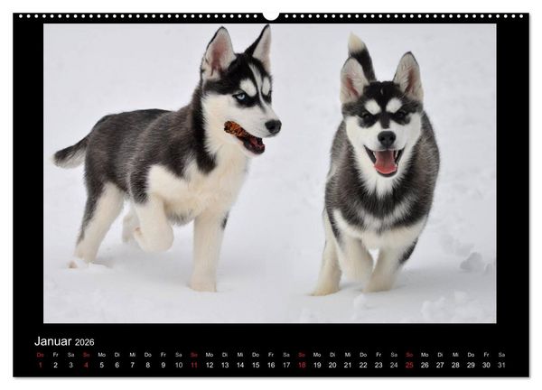 Produktbild: Husky-Kalender (Wandkalender 2026 DIN A2 quer), CALVENDO Monatskalender