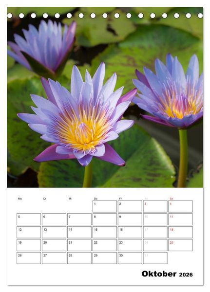 Produktbild: MEDITATION - Wellness f&uuml;r die Seele (Tischkalender 2026 DIN A5 hoch), CALVENDO Monatskalender