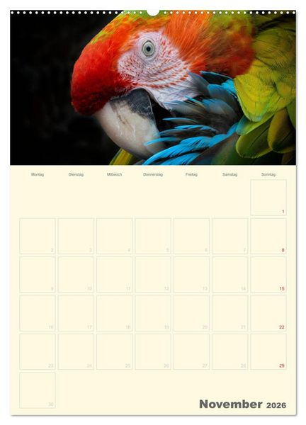 Produktbild: Kunterbunter Papageien-Planer (hochwertiger Premium Wandkalender 2026 DIN A2 hoch), Kunstdruck in Hochglanz