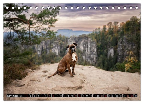 Produktbild: K&auml;the - ein Boxer mit Charme (Tischkalender 2026 DIN A5 quer), CALVENDO Monatskalender