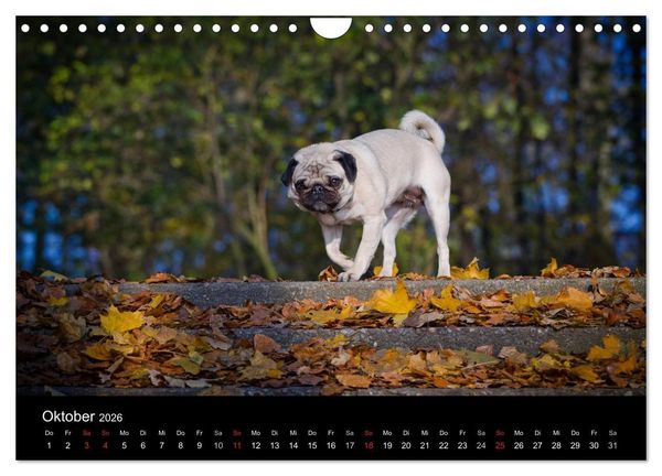 Produktbild: Mops 2026 (Wandkalender 2026 DIN A4 quer), CALVENDO Monatskalender