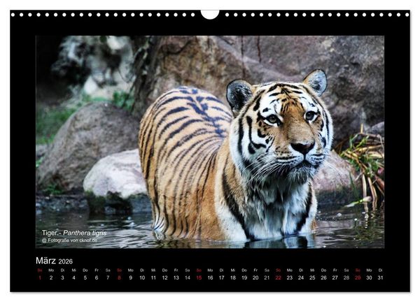 Produktbild: Wildtiere (Wandkalender 2026 DIN A3 quer), CALVENDO Monatskalender