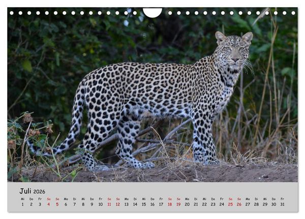 Produktbild: Leoparden - gro&szlig; und klein (Wandkalender 2026 DIN A4 quer), CALVENDO Monatskalender