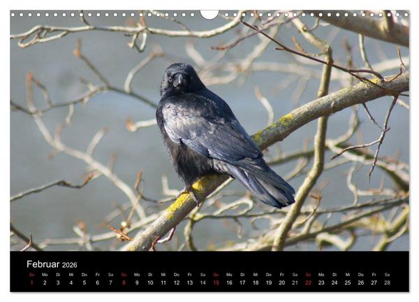 Produktbild: Das Leben der Rabenv&ouml;gel (Wandkalender 2026 DIN A3 quer), CALVENDO Monatskalender