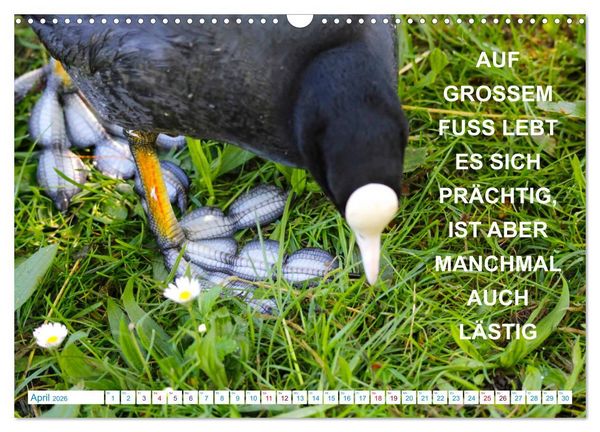 Produktbild: Humorvolles aus der Tierwelt (Wandkalender 2026 DIN A3 quer), CALVENDO Monatskalender
