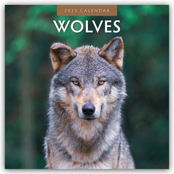 Wolves – Wölfe 2025 – 16-Monatskalender