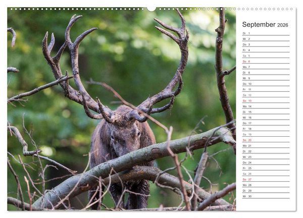 Produktbild: Emotionale Momente: Hirschbrunft. Part II. (hochwertiger Premium Wandkalender 2026 DIN A2 quer), Kunstdruck in Hochglanz