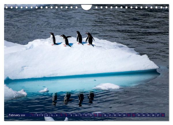 Produktbild: Antarctica Glaciers, seals and penguins (Wall Calendar 2026 DIN A4 landscape), CALVENDO 12 Month Wall Calendar